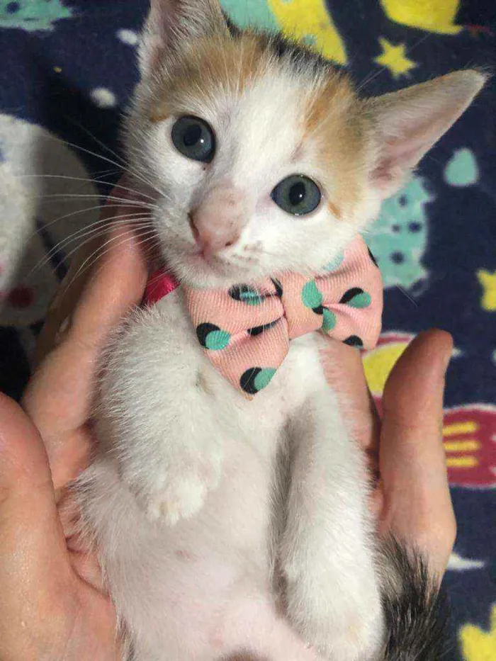 Gato ra a Srd idade Abaixo de 2 meses nome Milka
