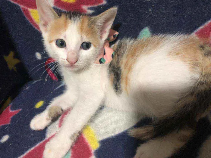 Gato ra a Srd idade Abaixo de 2 meses nome Milka