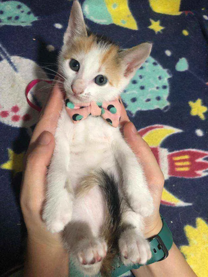 Gato ra a Srd idade Abaixo de 2 meses nome Milka