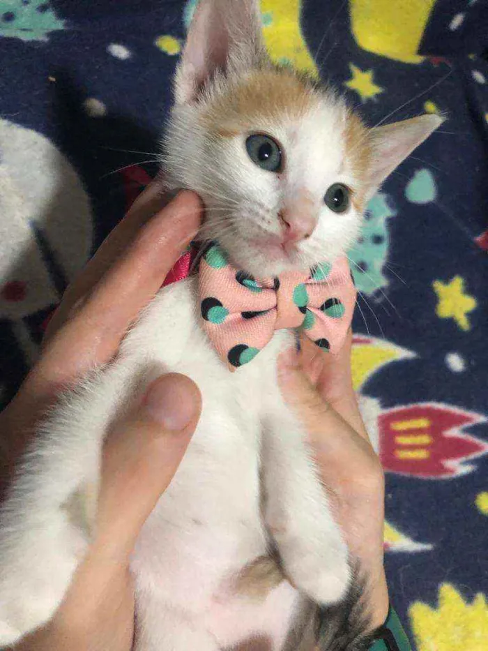 Gato ra a Srd idade Abaixo de 2 meses nome Milka