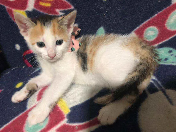 Gato ra a Srd idade Abaixo de 2 meses nome Milka