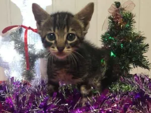 Gato raça Srd idade Abaixo de 2 meses nome Pedro