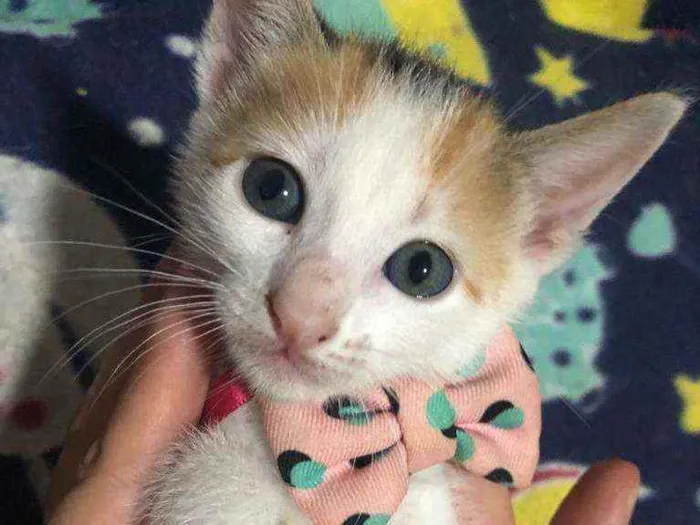 Gato ra a Srd idade Abaixo de 2 meses nome Milka