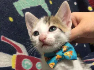 Gato raça Srd idade Abaixo de 2 meses nome Frederico
