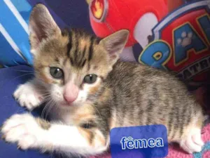 Gato raça Srd idade Abaixo de 2 meses nome Nica