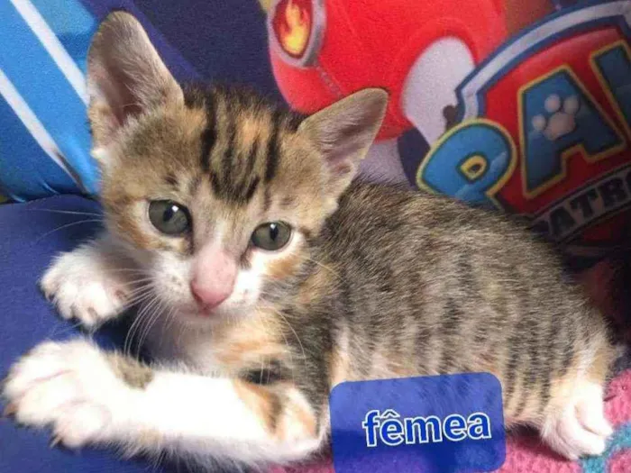 Gato ra a Srd idade Abaixo de 2 meses nome Nica