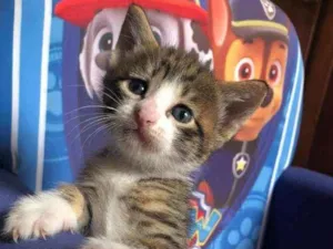 Gato raça Srd idade Abaixo de 2 meses nome Carlitos