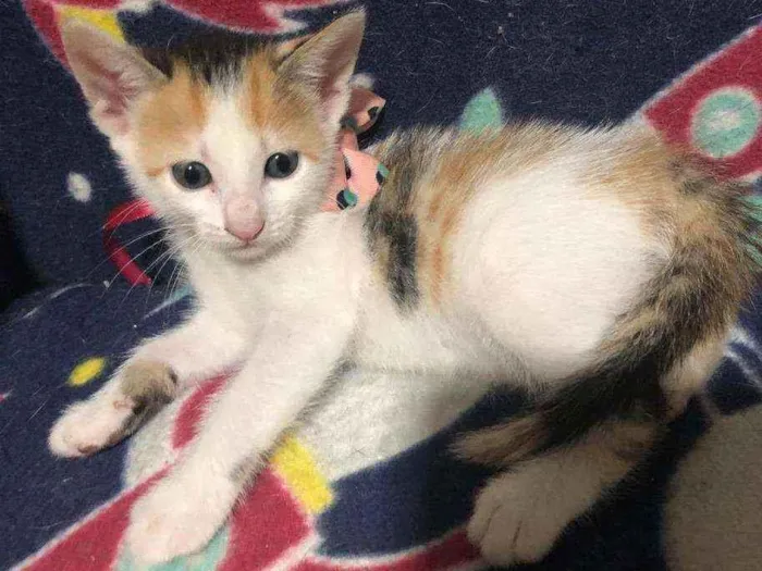 Gato ra a Srd idade Abaixo de 2 meses nome Milka