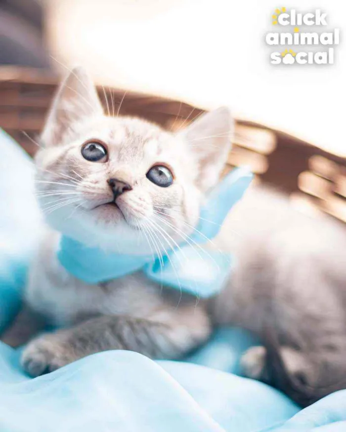 Gato ra a SRD idade 2 a 6 meses nome Brian