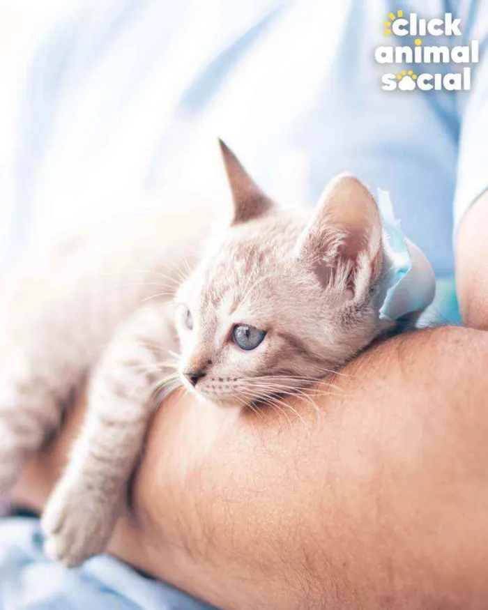 Gato ra a SRD idade 2 a 6 meses nome Brian