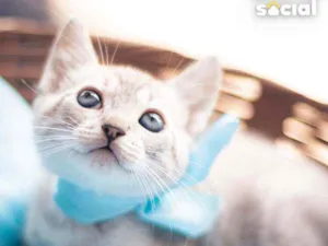 Gato raça SRD idade 2 a 6 meses nome Brian