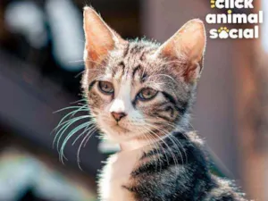 Gato raça SRD idade 2 a 6 meses nome Doris