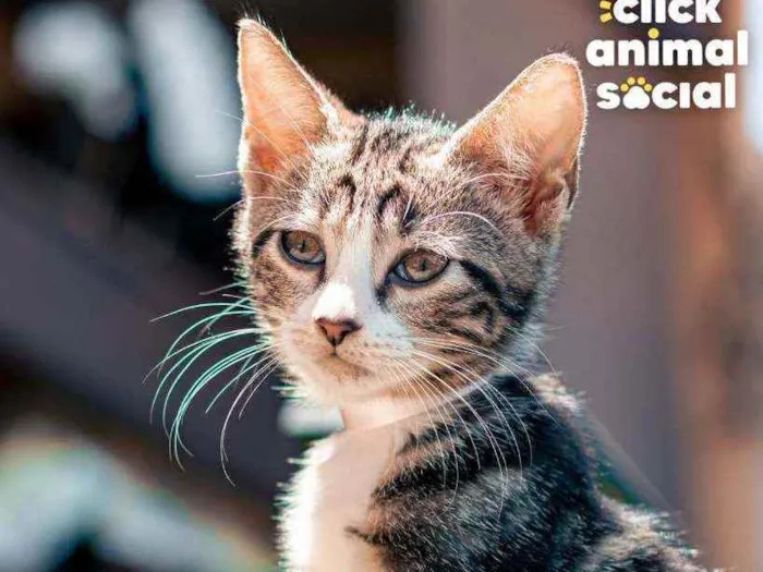 Gato ra a SRD idade 2 a 6 meses nome Doris