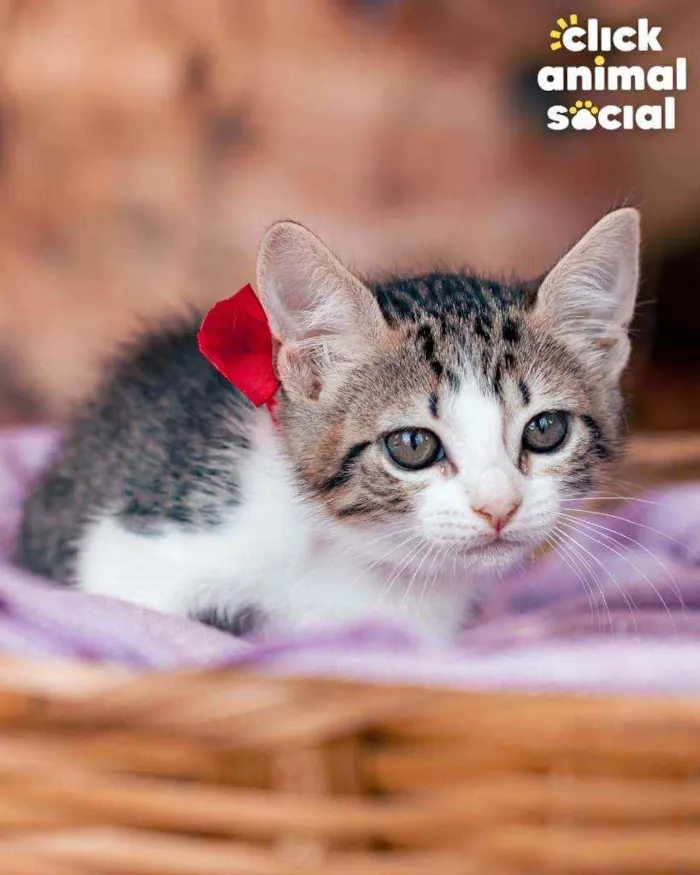 Gato ra a SRD idade 2 a 6 meses nome Bella