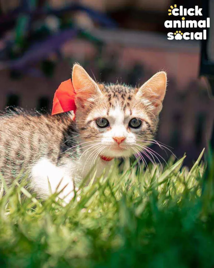 Gato ra a SRD idade 2 a 6 meses nome Bella