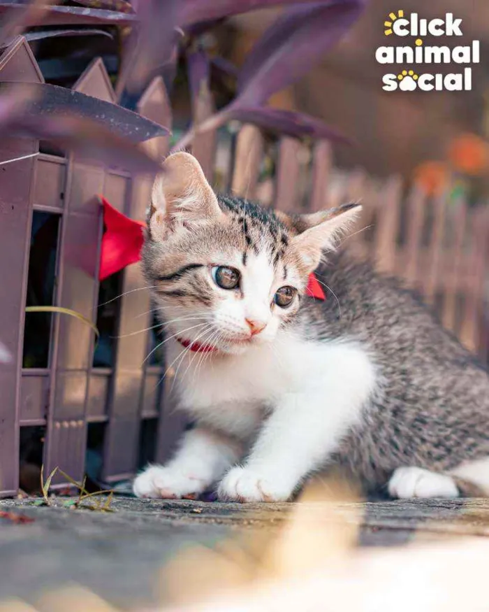 Gato ra a SRD idade 2 a 6 meses nome Bella