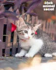 Bella