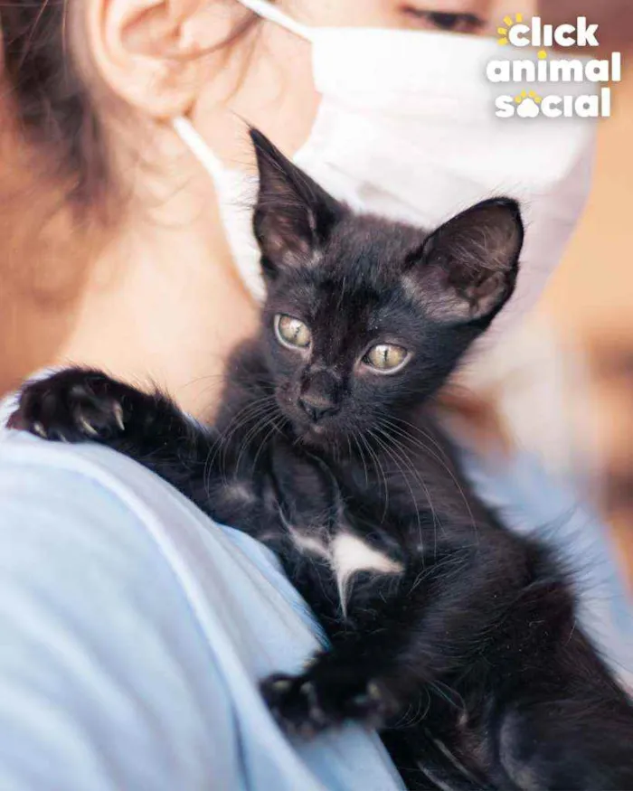 Gato ra a SRD idade 2 a 6 meses nome Nutella