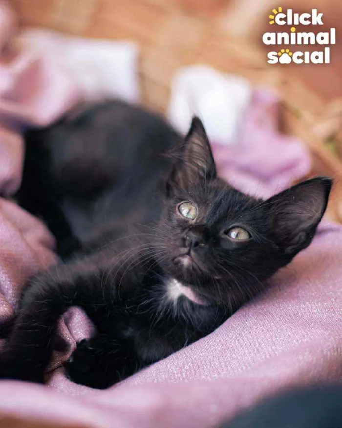Gato ra a SRD idade 2 a 6 meses nome Nutella