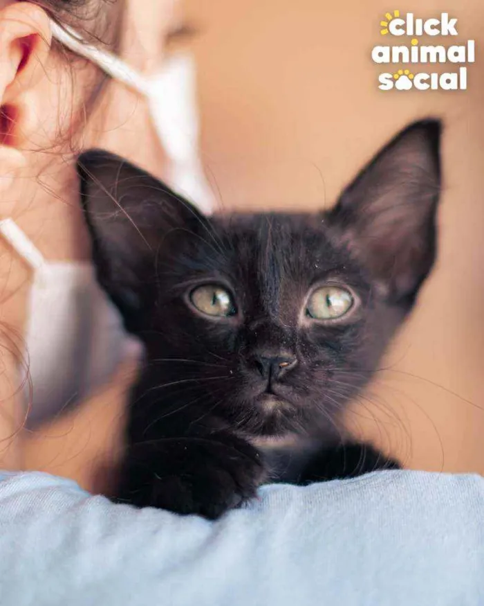 Gato ra a SRD idade 2 a 6 meses nome Nutella