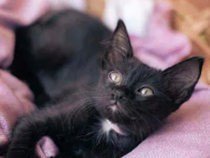 Gato raça SRD idade 2 a 6 meses nome Nutella