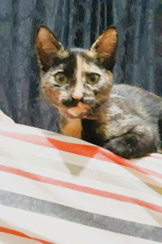 Gato ra a  idade 2 a 6 meses nome Maria