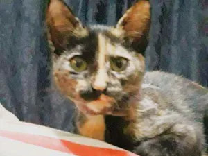 Gato raça  idade 2 a 6 meses nome Maria