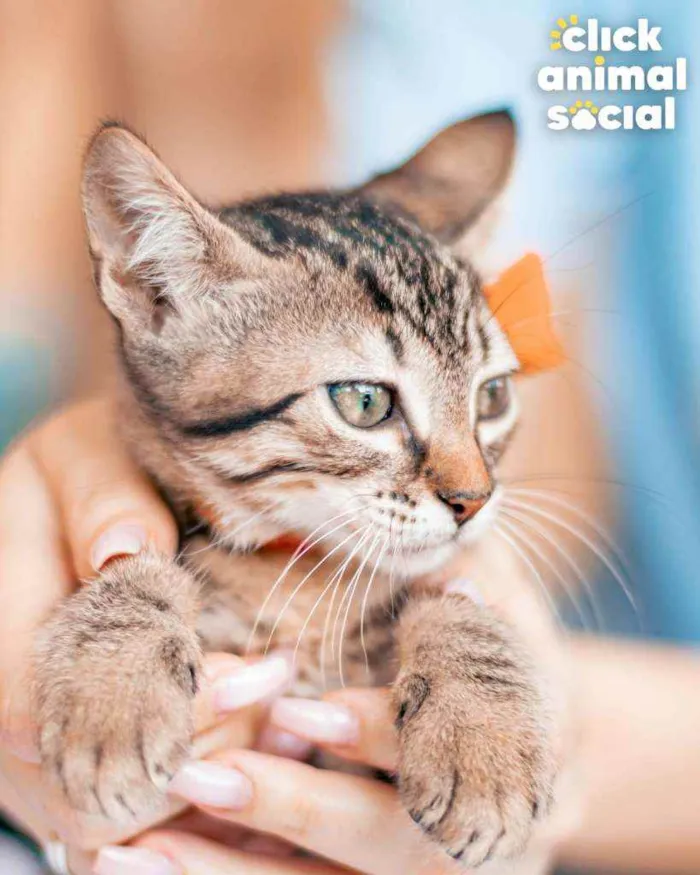 Gato ra a SRD idade 2 a 6 meses nome Hans