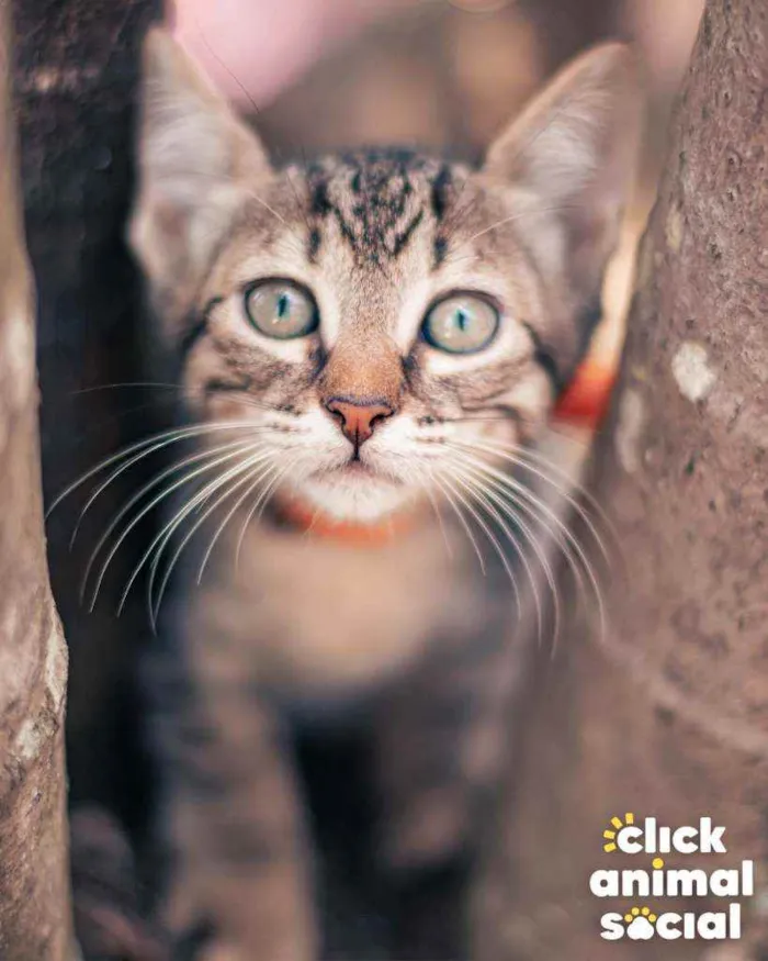 Gato ra a SRD idade 2 a 6 meses nome Hans