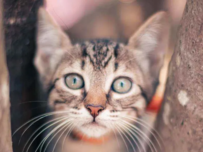 Gato ra a SRD idade 2 a 6 meses nome Hans