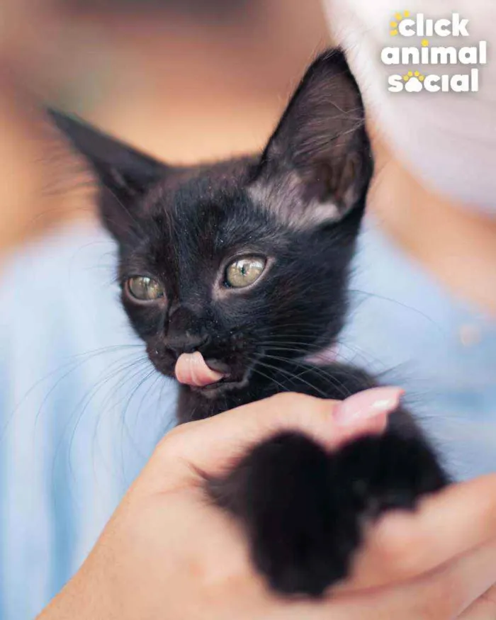 Gato ra a SRD idade 2 a 6 meses nome Liz