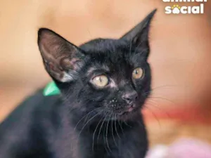Gato raça SRD idade 2 a 6 meses nome Liz