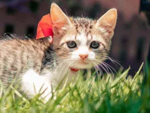 Gato raça SRD idade 2 a 6 meses nome Bella