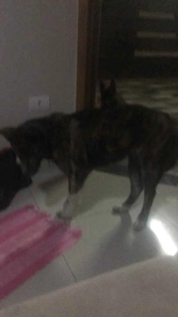 Cachorro ra a Akita  idade 7 a 11 meses nome Bud 