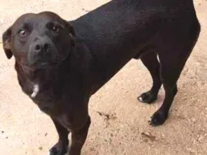Cachorro raça SRD idade 2 anos nome Yuri