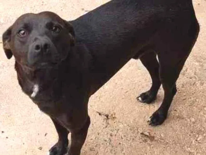 Cachorro raça SRD idade 2 anos nome Yuri