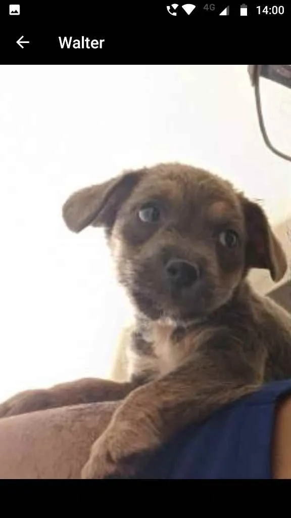 Cachorro ra a Não identificada idade Abaixo de 2 meses nome Sem nome ainda