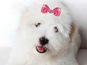 Cachorro raça Mestiça  idade 2 a 6 meses nome Vitória 