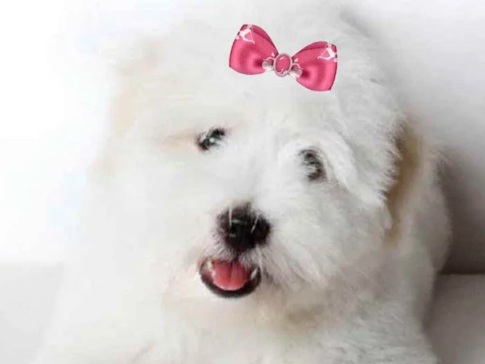 Cachorro ra a Mestiça  idade 2 a 6 meses nome Vitória 