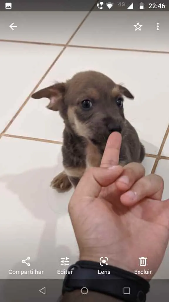 Cachorro ra a Não identificada idade Abaixo de 2 meses nome Sem nome ainda