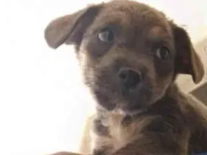 Cachorro raça Não identificada idade Abaixo de 2 meses nome Sem nome ainda
