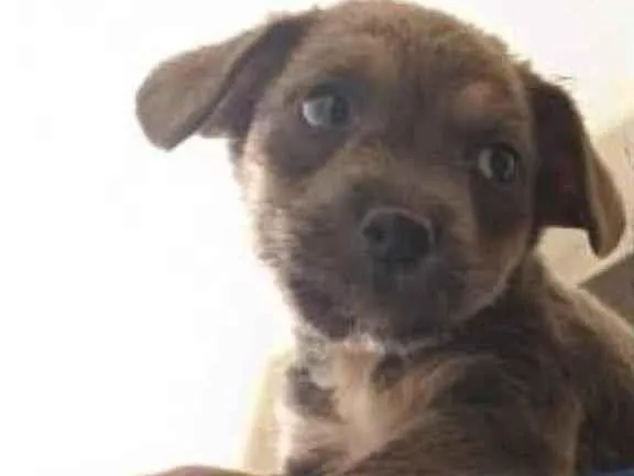 Cachorro ra a Não identificada idade Abaixo de 2 meses nome Sem nome ainda