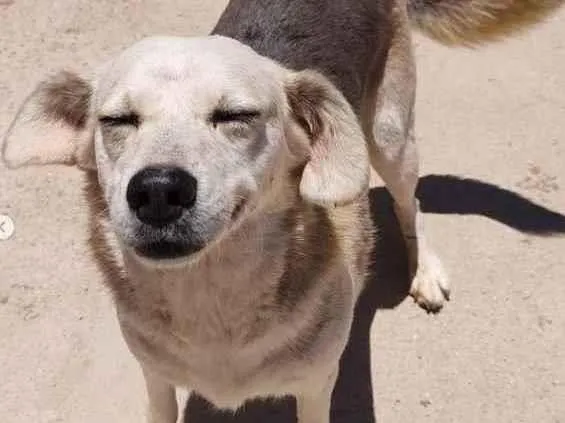 Cachorro ra a SRD idade 5 anos nome Benny Sorriso