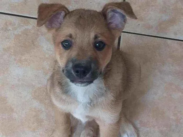 Cachorro raça RND idade 2 a 6 meses nome Freddi