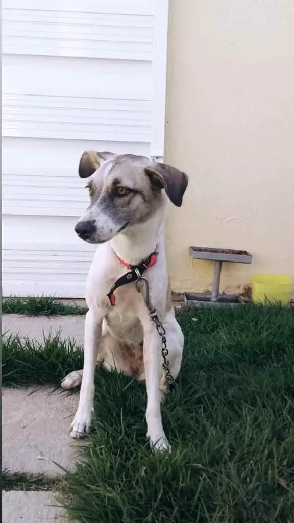 Cachorro ra a Vira-Lata idade 1 ano nome Zöe 