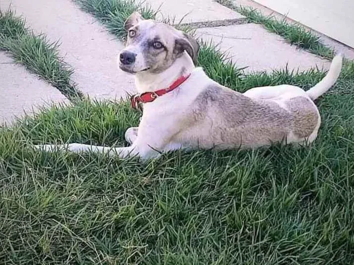 Cachorro ra a Vira-Lata idade 1 ano nome Zöe 