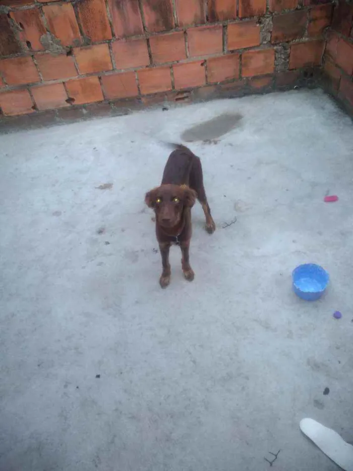 Cachorro raça Indefinido idade 7 a 11 meses nome Simba