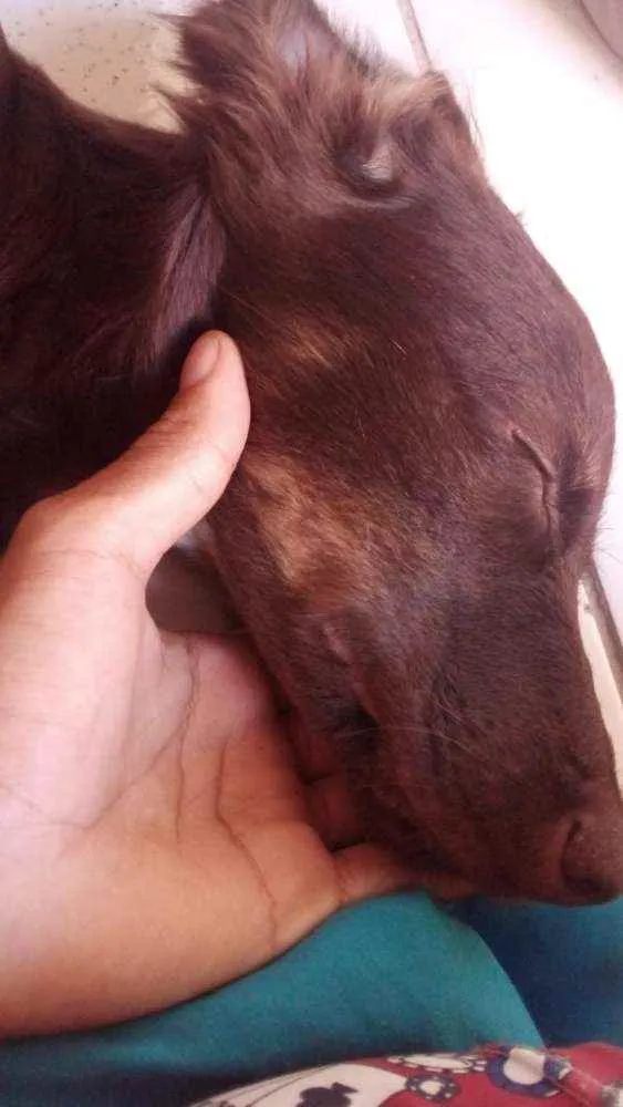 Cachorro raça Indefinido idade 7 a 11 meses nome Simba