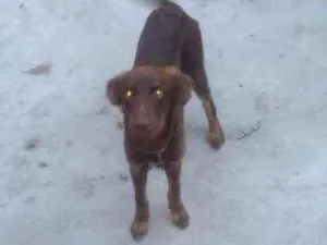 Cachorro raça Indefinido idade 7 a 11 meses nome Simba