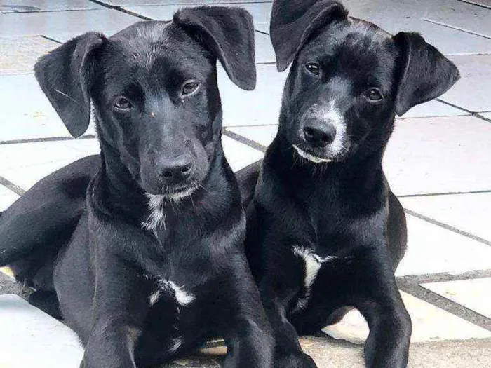 Cachorro raça SRD idade 2 a 6 meses nome PRETINHA E LINDA.